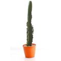 cactus-euphorbia-mandacaru-pote-19-1.jpg