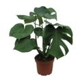 monstera-deliciosa-pote-23-1.jpg