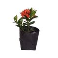 flor-ixora-mini-vermelha-saq-30-carrefour-1.jpg