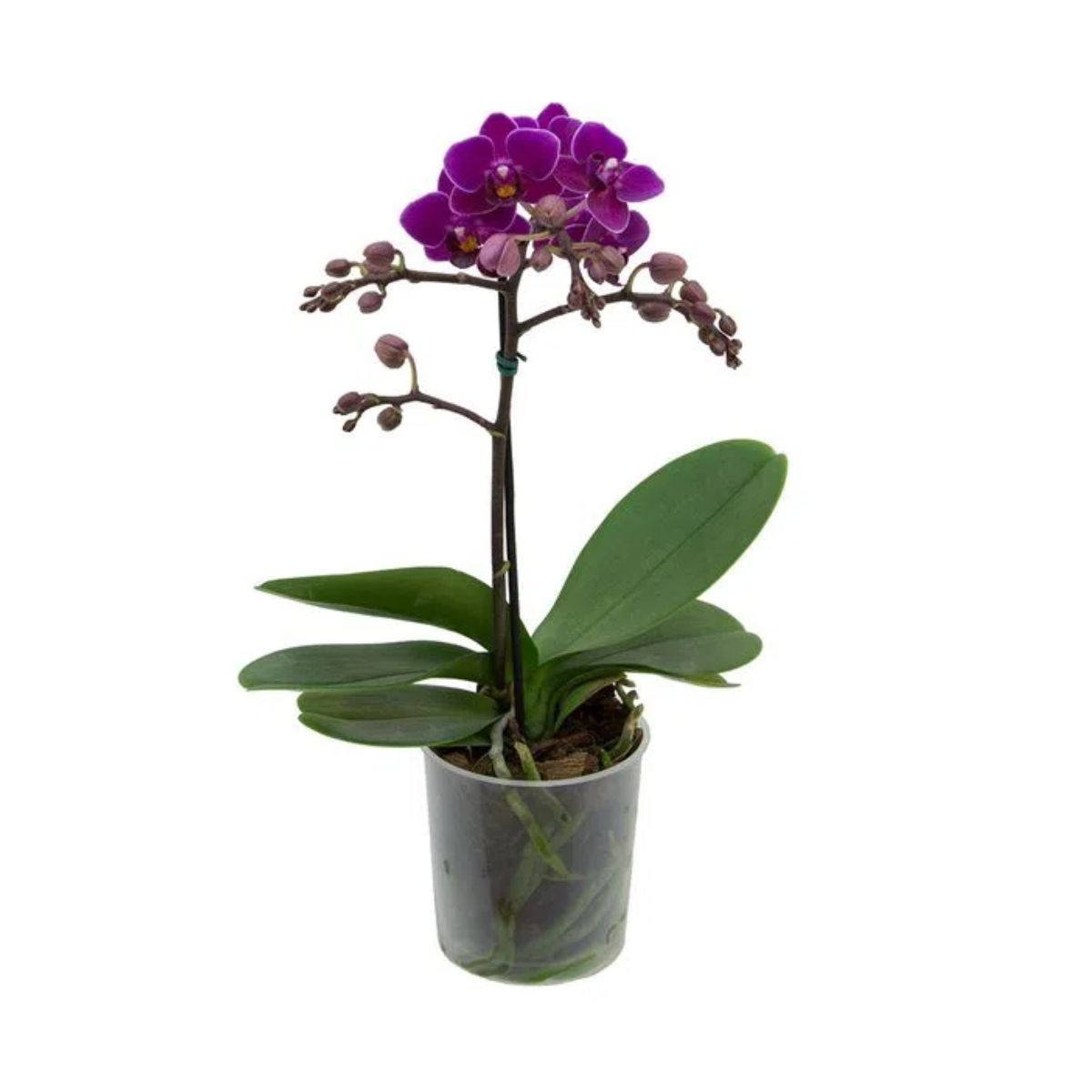 orquidea-phalen-mini-vaso-ceramica-p09-carrefour-1.jpg