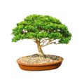 arvore-bonsai-jovem-vs-ceramica-carrefour-1.jpg