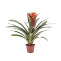 flor-bromelia-variada-pt14-carrefour-1.jpg